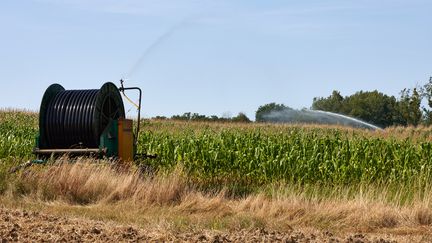 Certaines cultures sont complètement asséchées par la vague de chaleur. (MATHIEU THOMASSET / HANS LUCAS)