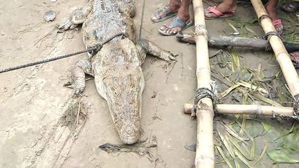 Le crocodile de la réserve Dudhwa, dans l'Uttar Pradesh, le 9 septembre 2020 en Inde.&nbsp; (BUFFER DIVISION OF DUDHWA TIGER / AFP)