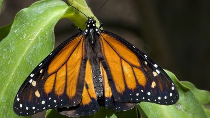 Un papillon monarque. (PHILIPPE CLÉMENT / MAXPPP)