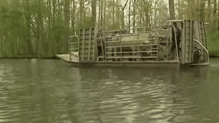 Marais poitevin : au printemps, la transhumance se fait sur l'eau