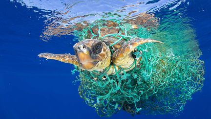 Nature, premier prix.&nbsp;
Francis Perez capture dans cette photo une tortue de mer enchevêtrée dans un filet de pêche au large de Tenerife, dans les îles Canaries.&nbsp; (FRANCIS PEREZ/AP/SIPA / AP)