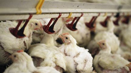 Des poulets nourris par des syst&egrave;mes de distribution de nourriture dans un &eacute;levage d'Olszewo, en Pologne, le 29 janvier 2013. (PETER ANDREWS / REUTERS)