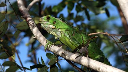 Un Iguane en Guadeloupe, en septembre 2015. (CHRISTIAN WATIER / MAXPPP)