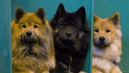 Des chiens en marge d'un concours canin, à Birmingham (Royaume-Uni), le 10 mars 2016. (JUSTIN TALLIS / AFP)