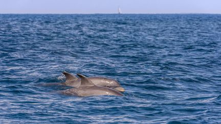 Des dauphins près de l'île Tintamarre, à Saint-Martin, le 7 avril 2022. (AURELIEN BRUSINI / HEMIS.FR / AFP)