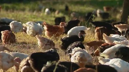 La France est passée en risque "élevé" de grippe aviaire vendredi 5 novembre, ce qui condamne les éleveurs de volailles à confiner leurs bêtes. (CAPTURE ECRAN FRANCE 2)