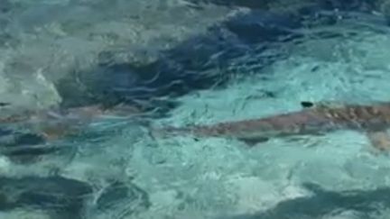 Polynésie : un enfant attaqué par un requin