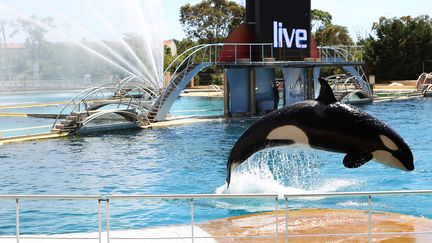 Fermeture de Marineland : que vont devenir les animaux après la fermeture du parc aquatique ?