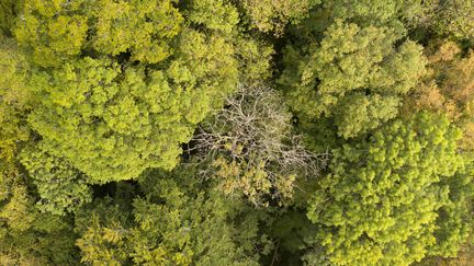 Environnement : ils rachètent les forêts pour protéger la nature