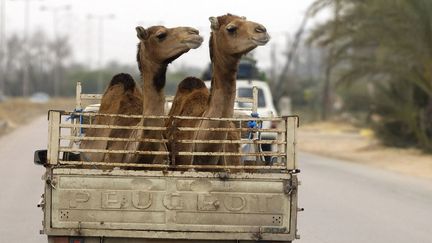 Transport de dromadaires dans un pick-up Peugeot,  Zlitan (Libye)  ( PHILIPPE ROY/Aurimages)