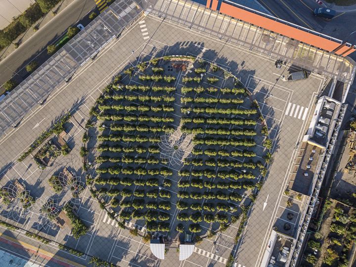 Photo du jardin Peas&amp;love perché sur le toit du parking de Domus à Rosny-sous-Bois (Seine-Saint-Denis). (MIREILLE ROOBAERT)