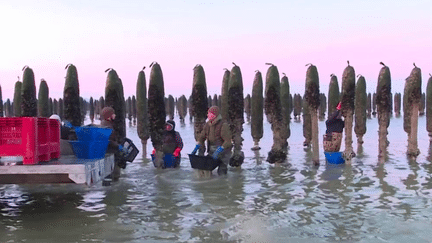 Pas-de-Calais : la première cueillette de moules à Berck-sur-Mer (FRANCE 3)