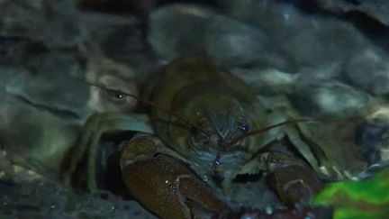 Biodiversité : les écrevisses françaises menacées par leur cousine américaine