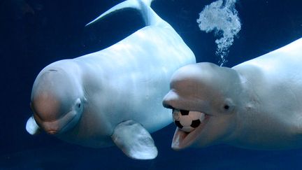 Deux belugas jouent avec un ballon de football &agrave; l'aquarium de P&eacute;kin (Chine), le 30 mai 2012. (MARK RALSTON / AFP)