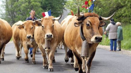 La transhumance des vaches dans l'Aubrac (Auvergne). (LOU AVERS / PICTURE ALLIANCE)