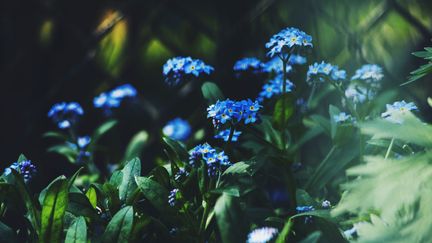 Myosotis Sylvatica en fleurs.&nbsp; (ESTERA LUBA / EYEEM / EYEEM / GETTY IMAGES)