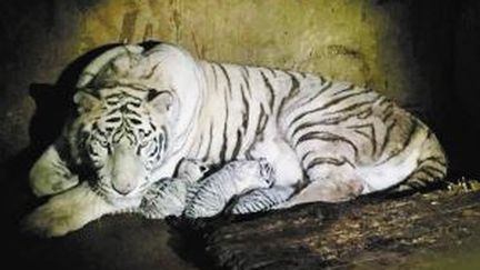 Chine : cinq bébés tigres blancs sont montré au public dans un zoo du Yunnan