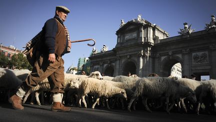 Madrid a accueilli la 18&egrave;me f&ecirc;te de la transhumance le 30 octobre 2011, o&ugrave; des milliers de moutons ont travers&eacute; la ville comme jadis. (PEDRO ARMESTRE / AFP)