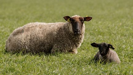 Un mouton et un agneau broutent dans un pâturage près du Mont-Saint-Michel, le 28 mars 2020. Photo d'illustration. (SAMEER AL-DOUMY / AFP)