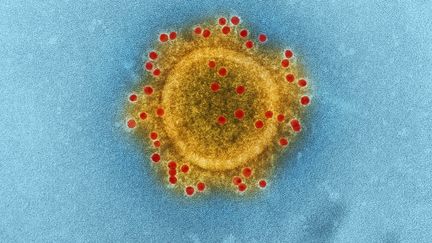 Une particule du coronavirus Mers (syndrome respiratoire du Moyen-Orient), d&eacute;couvert en 2012. (CDC / PHANIE / AFP)