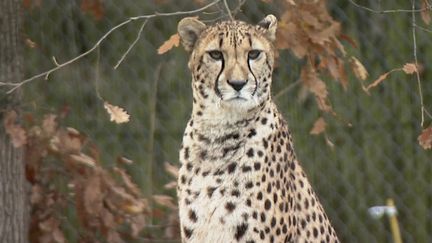 Un&nbsp;guépard au parc animalier de Peaugres, en Ardèche.


 (CAPTURE D'ÉCRAN FRANCE 3)