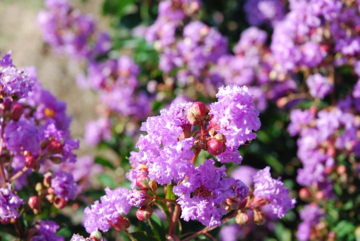 'Sweet Lavender' est une nouvelle variété de lilas des Indes au coloris inédit.&nbsp; (ISABELLE MORAND / DESMARTIS / RADIO FRANCE / FRANCE INFO)