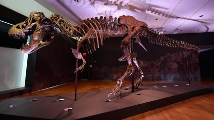 Le squelette de Stan le tyrannosaure exposé à New York le 15 septembre 2020. (ANGELA WEISS / AFP)
