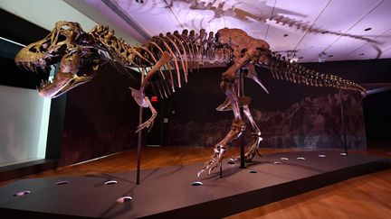 Science : nouveau record atteint pour la vente d’un T-Rex