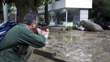  (Comme cet hippopotame, le lion qui a tué un homme mercredi s'était échappé du zoo de Tbilissi © Reuters)