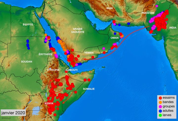 La situation des essaims, en janvier 2020, selon la FAO. (FAO)