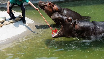 Un soigneur brosse les dents d'un hippopotame au parc animalier&nbsp;Forest Wildlife World de Qingdao (Chine), le 22 mai 2014. (AFP)