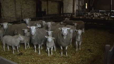 Un &eacute;levage ovin de Loon-Plage (Nord), film&eacute; par France 3 Nord-Pas-de-Calais en octobre 2014. (FRANCE 3 NORD-PAS-DE-CALAIS)