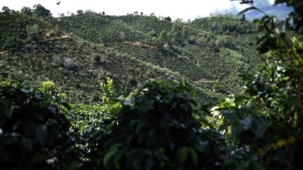 Une plantation de café dans la région montagneuse de Los Santos, au Costa Rica. (JEFFREY ARGUEDAS / EFE)