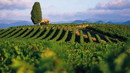 Des vignes pr&egrave;s de B&eacute;ziers (H&eacute;rault). (PAUL PALAU / ONLY FRANCE / AFP)