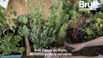 Manger ses propres fruits et légumes quand on n'a pas de jardin, c'est possible.