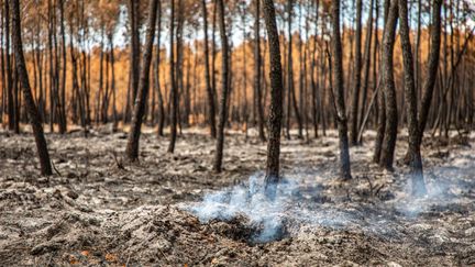 Forêt calcinée après un incendie, le  21 août 2022, près de Hostens, en Gironde. Il est interdit de fumer ou de jeter des mégots dans les bois et les forêts, même à 200 mètres de ces zones. La mesure est toute récente. (VICTOR LOCHON / GAMMA-RAPHO VIA GETTY IMAGES)