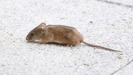 Les souris apprécient particulièrement ronger les câbles. Pour cette raison, les autorités ont décidé d'immobiliser l'appareil pour vérifier que tout fonctionnait correctement et mettre la main sur la petite bête. (H. DUTY / BLICKWINKEL / AFP)