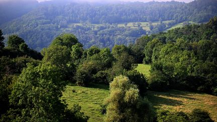 Les forêts sont des puits de carbonne, elles absorbent du carbone grâce à la photosynthèse. Photo d'illustration. (PHOTOPQR/LE PROGRES/MAXPPP)