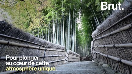 Marcher au milieu d'une forêt de bambous en plein cœur de la ville de Kyōto offre un véritable dépaysement visuel et sonore...