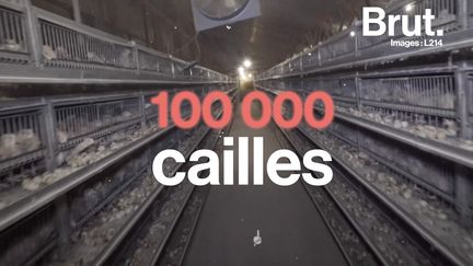 Dans l'élevage Drôme Cailles dans le sud-est de la France, l'association a filmé les conditions de vie de ces volailles pour condamner le mauvais traitement qu'elles subissent.&nbsp;&nbsp; (BRUT)