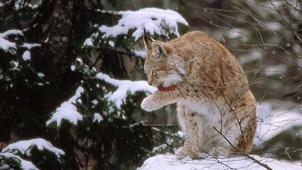 Le Lynx boréal est l’une des trois espèces de grands prédateurs présentes en France métropolitaine. Il est placé en "danger" en raison de sa population estimée à moins de 150 individus adultes.&nbsp; (CHARLES METZ / AFP)