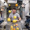 L'astronaute américain&nbsp;Kjell Lindgren ouvre un sachet de fruits frais à bord de la Station spatiale internationale, le 27 août 2015. (NASA)