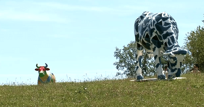 Un très curieux troupeau
 (France 3)