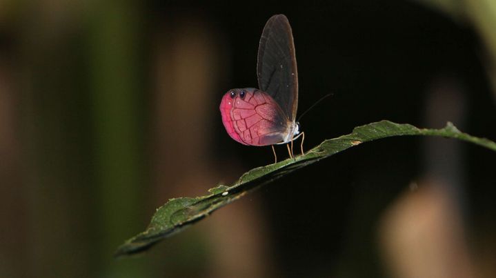 Un papillon, dans le parc de Yasuni, en Equateur. (DOLORES OCHOA / AP / SIPA)