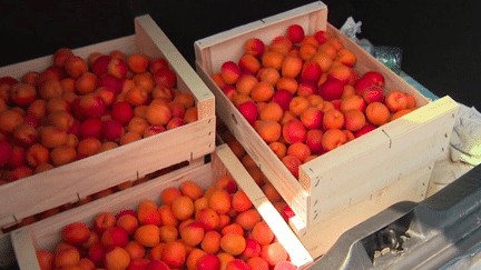 Agriculture : une productrice du Gard vend ses abricots à un euro le kilo (France 3)