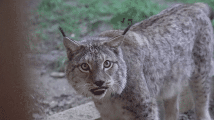 Jura : le département peuplé de lynx boréal (France 3)