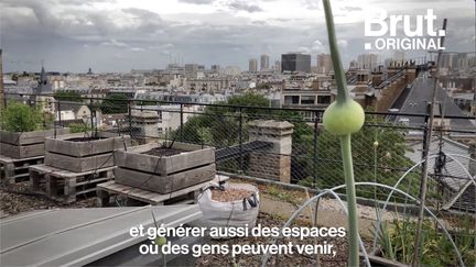 Un potager en ville, sur le toit d'une école, alimenté uniquement par des déchets urbains... C'est le projet d'AgroParisTech. Et le but, c'est ça.