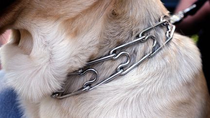 Un chien portant un collier de métal. (MAXPPP)