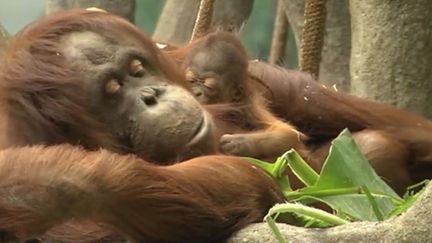 VIDEO. Etats-Unis : un bébé orang-outan de Bornéo fait sa première apparition publique