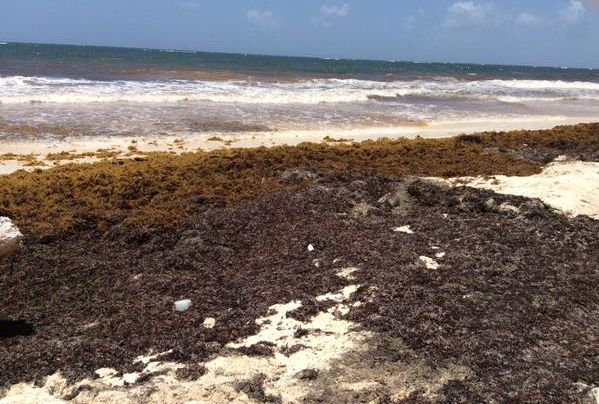 Juillet 2015. Plage ravagée par les algues sargasses.  (Christine Bravo)